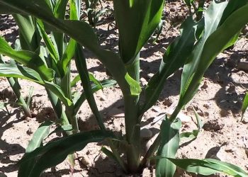 10ª folha  480 ª GD    Inicio da  diferenciação