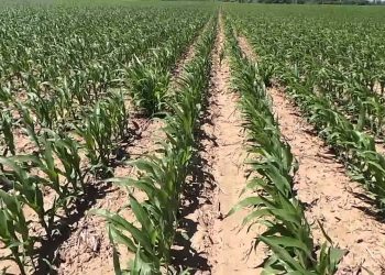 10ª folha   Seara infestada por milho do ano anterior