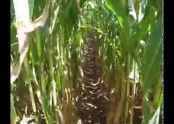 125º dia   Ultimos dias do ciclo 2008-09-11