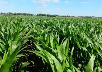 13ª Folha 675º GD Crescimento rápido (translate)