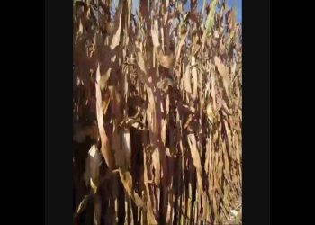 150º dia Colheita    2008-10-06