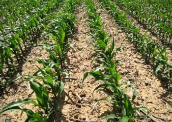 2009-05-18 Sementeira convencional 33º dia 5ª semana