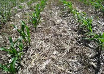 2009-05-18 Sementeira directa 33º dia 5ª semana