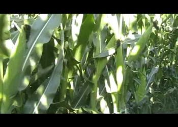 2009-07-20 ..  94º dia 13ª semana Enchimento do grão SD