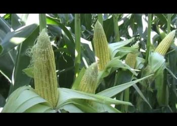 2009-07-20 – 94º dia 13ª semana Enchimento do grão SC