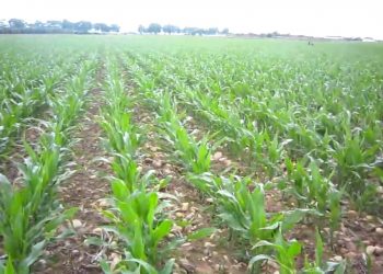 2010-05-10 Queimaduras nas folha provocadas pelo adubo