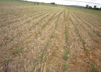 2010-05-25 sementeira directa