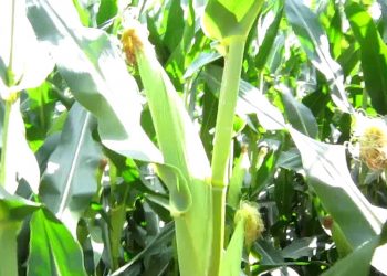 2010-07-28 Fim da polinização