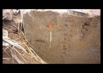 2011-03-23 Inicio das sementeiras (observação do desenvolvimento radicular)