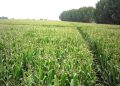 2011-06-28 Carência de azoto no Milho