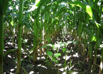 2011-07-21 Carências de azoto(continuação) a 30 dias do Fim do ciclo