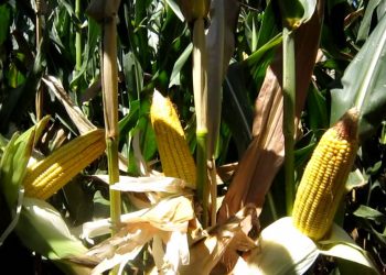 2011-08-09 Doenças do milho (Cephalosporium maydis)