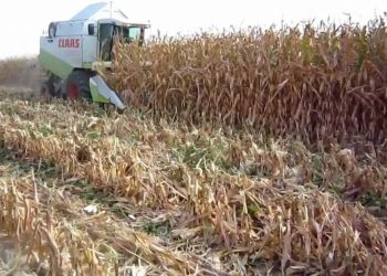 2011-08-18      Primeiras Colheita de 2011