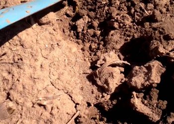 2012-03-10 Riscos no ano seco na pré-emergência