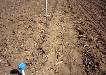 2012-03-22 Da sementeira à emergência do Milho