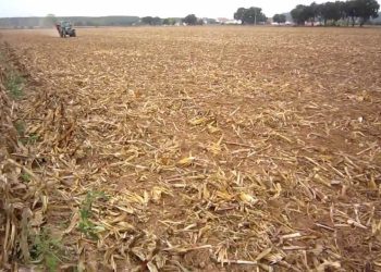 2012-10-15 Mobilização dos restolhos + Cultura de cobertura