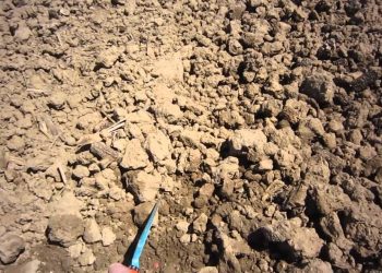 2013-04-23 Regas para uma boa emergência do milho (Ano húmido)