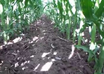 2ª geração de infestantes após a sacha (15ª folha 480º GD)