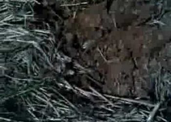 2º Capitulo 2008 mobilização de Solo