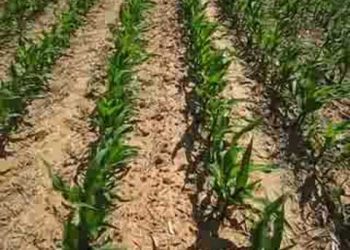 30º Dia   2008-06-06  Herbicida pós-emergência