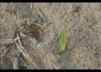 5º Capítulo     “10º Dia”