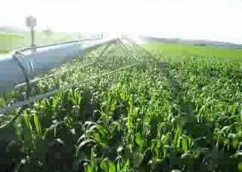 68º dia   Pré floração