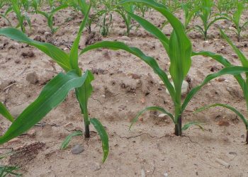 6ª Folha     277º GD    Efeitos do frio no desenvolvimento