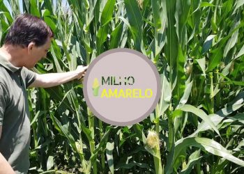 A Floração do Milho