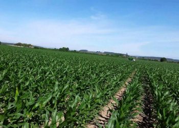 A importância da Sacha no Milho (Maio 2015)