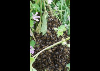 Abelhas instalam-se na banda herbada Abril 2014