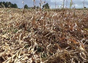 Acama do Milho      2013-09-28 (+lista de reprodução)