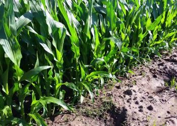 Afilhamento do milho