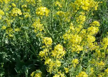 Alimentando Abelhas e Insectos