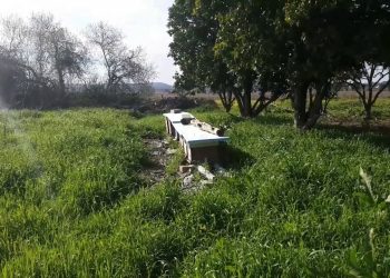 Apiário no fim do inverno. Ataque ao operador de câmara…