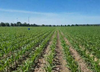 Aplicação de nicosulfurão. Limites na sua aplicação