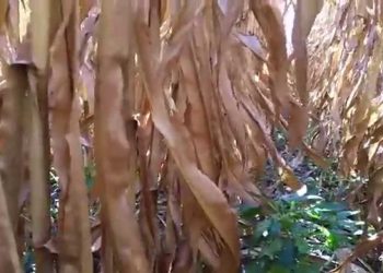 Ataques de insectos no milho 2015