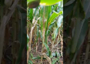 Ataques de Javalis no Milho