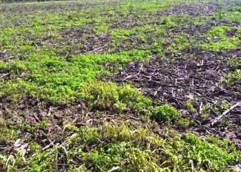 Ataques de Sesamia pós-colheita 2016