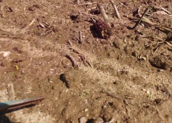 Atenção à crosta após a chuva