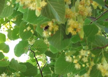 Banda de árvores e arbustos  2013-06-12