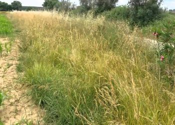 Banda Herbada 3º ano de vida (necessidade de manutenção) Maio 2014