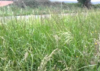 Banda Herbada Primavera 2014 (fase máxima de biomassa)