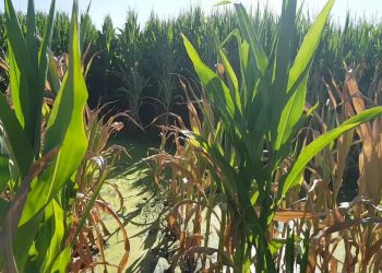 Biodiversidade. Problemas que se tornam soluções