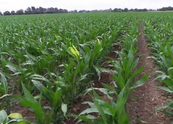 Cloroses nas folhas devido ao frio 2013-06-09