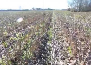 Cobertura de solo no Inverno (translated)