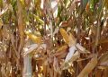 Colheita com milho já seco (Prós e contras)