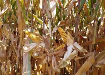 Colheita com milho já seco (Prós e contras)