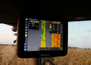 Colheita de milho seco no campo (Agosto 2017)