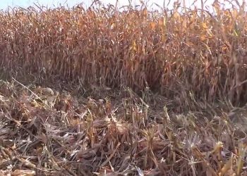 Colheita do  milho 2013      2013-09-19 inicio das colheitas (+lista de …