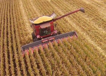 Colheita do milho 2014.              Corn harvest in Portugal